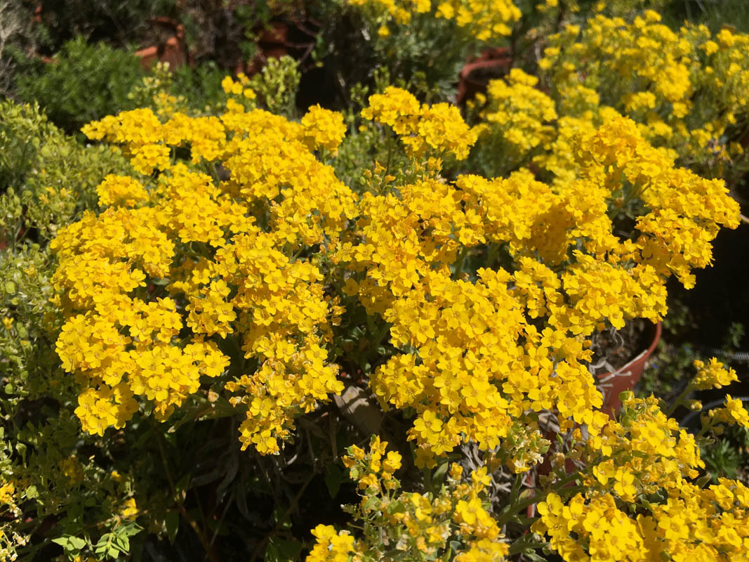 Aurinia saxatilis